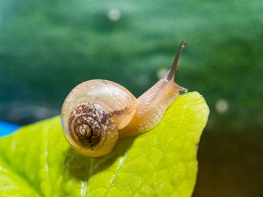 Yeşil yapraklı bir salyangoz
