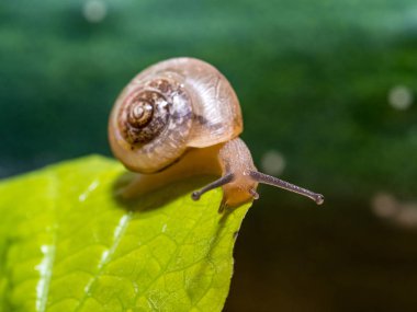 Yeşil yapraklı bir salyangoz