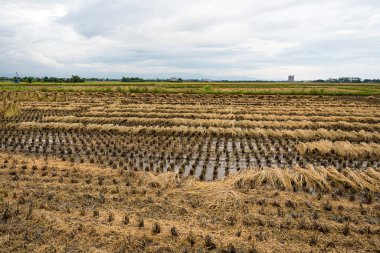 Tayvan 'da pirinç tarlası hasadı
