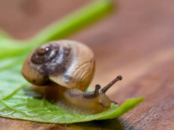 Snail Green Leaf — Stock Photo, Image