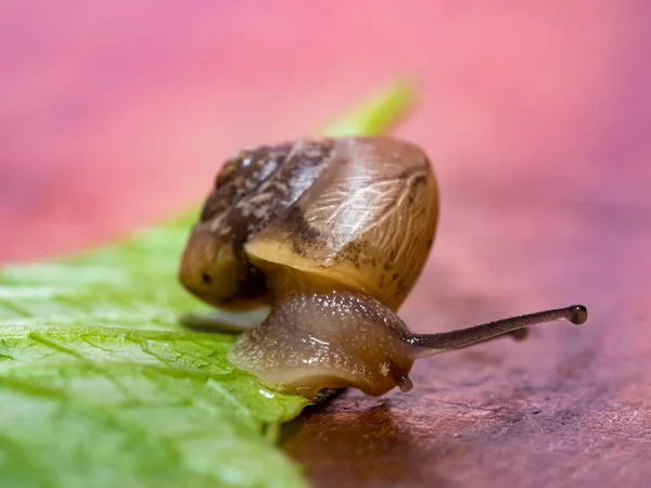 Snail Green Leaf — Stock Photo, Image