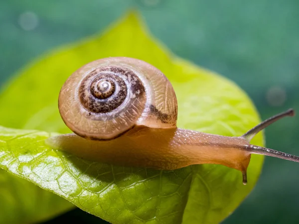 Snail Green Leaf — Stock Photo, Image