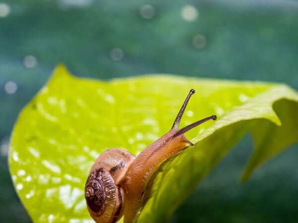 Snail on a green leaf