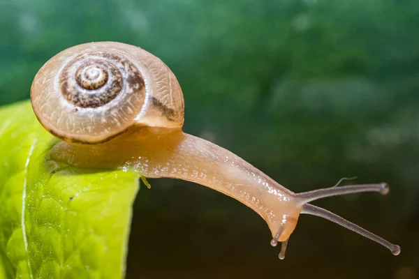 Snail Green Leaf — Stock Photo, Image