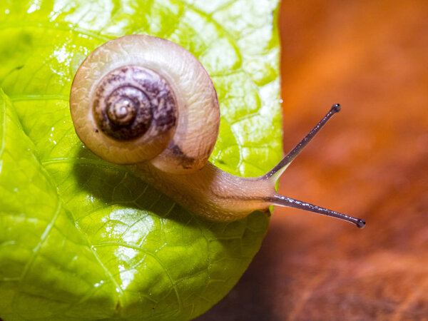Snail on a green leaf