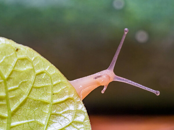 Snail on a green leaf
