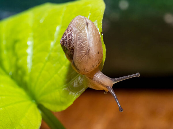 Snail on a green leaf