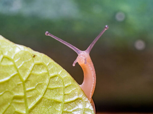 Snail on a green leaf