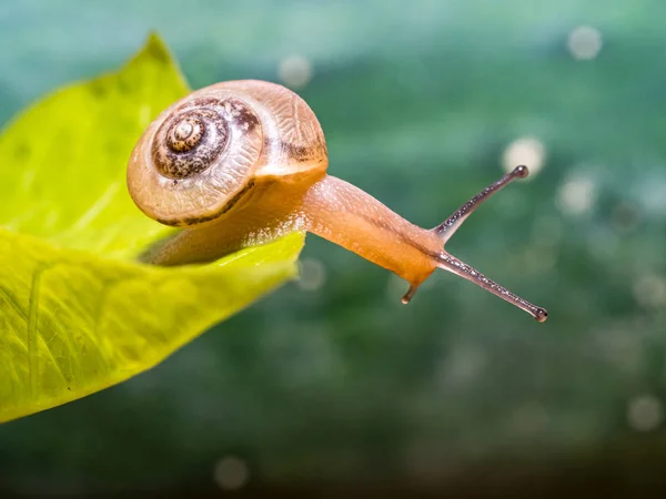 Snail Green Leaf — Stock Photo, Image