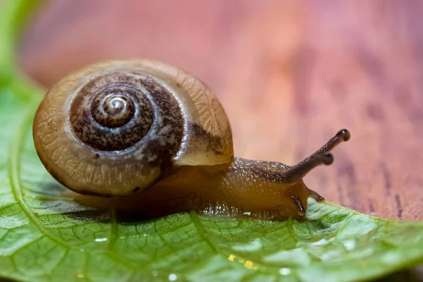 Escargot Sur Une Feuille Verte — Photo