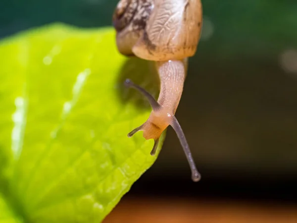 Snail Green Leaf — Stock Photo, Image