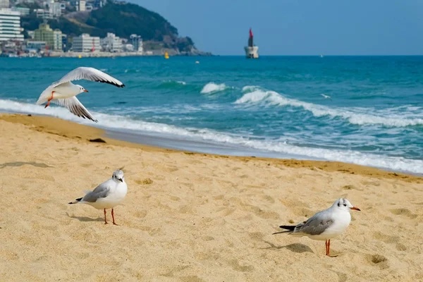 Möwen Strand Busan Südkorea — Stockfoto