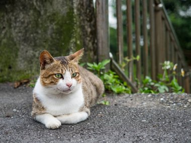 Vahşi kedi, yakın plan portre fotoğrafı.