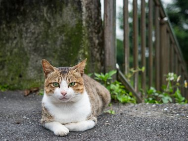Vahşi kedi, yakın plan portre fotoğrafı.