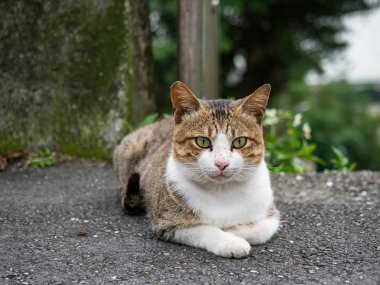 Vahşi kedi, yakın plan portre fotoğrafı.