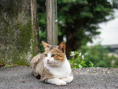 Vahşi kedi, yakın plan portre fotoğrafı.