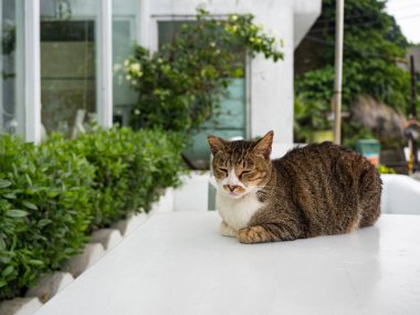 Vahşi kedi, yakın plan portre fotoğrafı.