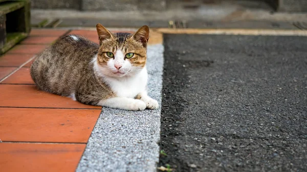 野生の猫と密接な肖像写真 — ストック写真