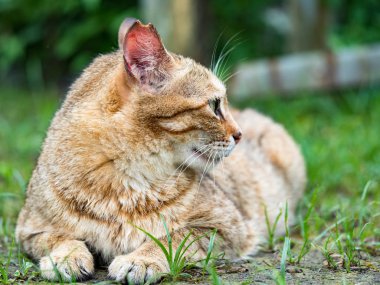 Vahşi kedi, yakın plan portre fotoğrafı.