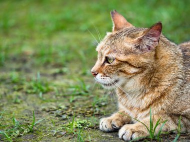 Vahşi kedi, yakın plan portre fotoğrafı.