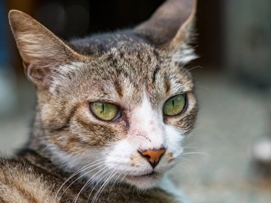 Vahşi kedi, yakın plan portre fotoğrafı.