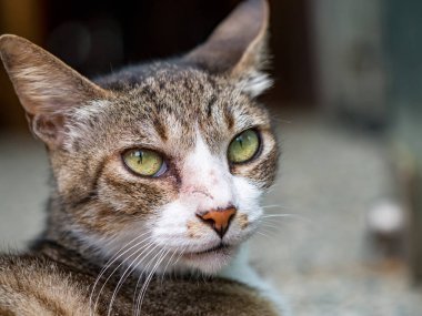 Vahşi kedi, yakın plan portre fotoğrafı.