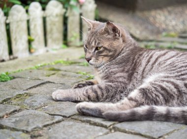 Vahşi kedi, yakın plan portre fotoğrafı.