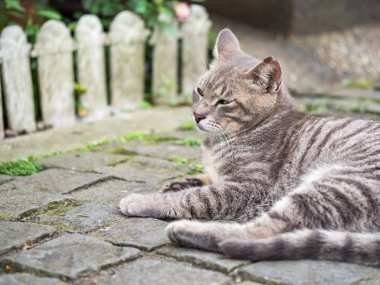 Vahşi kedi, yakın plan portre fotoğrafı.