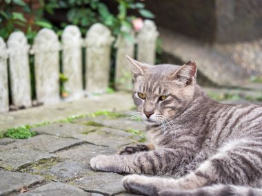 Vahşi kedi, yakın plan portre fotoğrafı.
