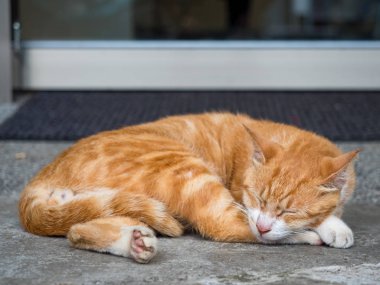 Vahşi kedi, yakın plan portre fotoğrafı.