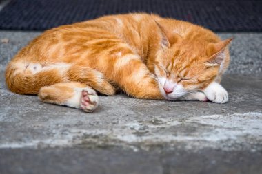 Vahşi kedi, yakın plan portre fotoğrafı.