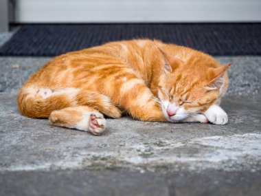 Vahşi kedi, yakın plan portre fotoğrafı.