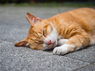 Vahşi kedi, yakın plan portre fotoğrafı.