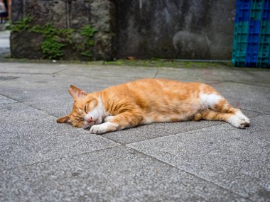 Vahşi kedi, yakın plan portre fotoğrafı.