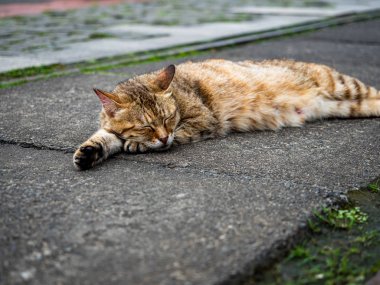 Vahşi kedi, yakın plan portre fotoğrafı.