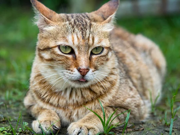 Άγρια Γάτα Φωτογραφία Πορτρέτο Closeup — Φωτογραφία Αρχείου