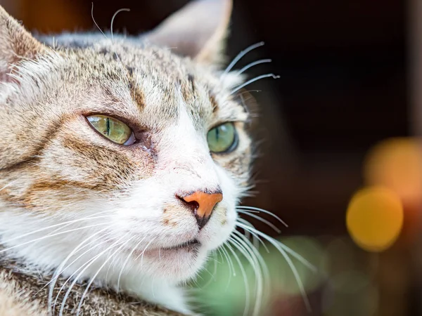 Divoká Kočka Detailní Portrétní Fotografie — Stock fotografie