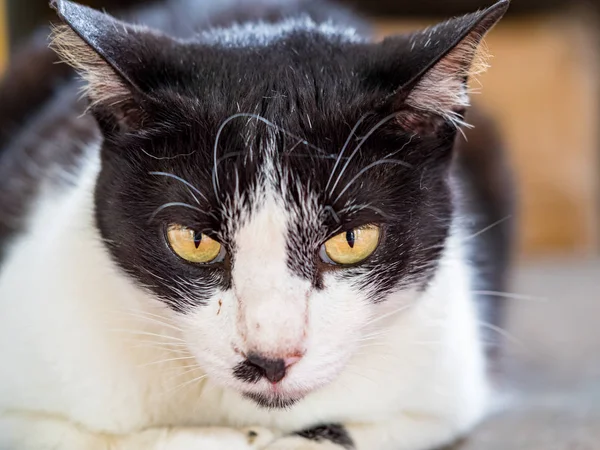 Wild Cat Closeup Portrait Photography — Stock Photo, Image