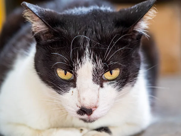 Wild Cat Closeup Portrait Photography — Stock Photo, Image