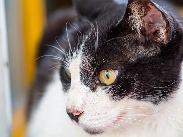 Divoká Kočka Detailní Portrétní Fotografie — Stock fotografie