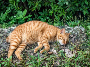 Vahşi kedi, yakın plan portre fotoğrafı.