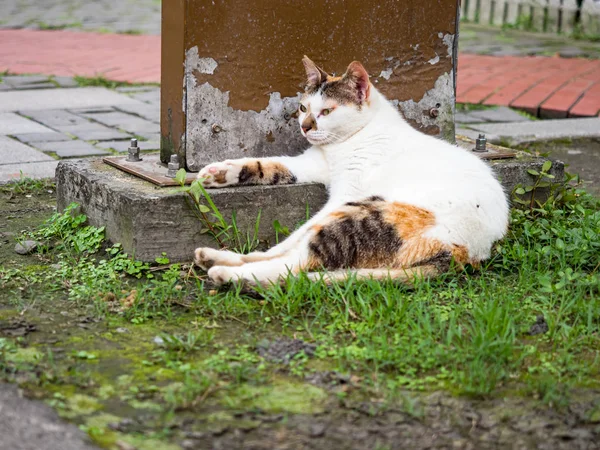 Gatto Selvatico Fotografia Ritratto Primo Piano — Foto Stock