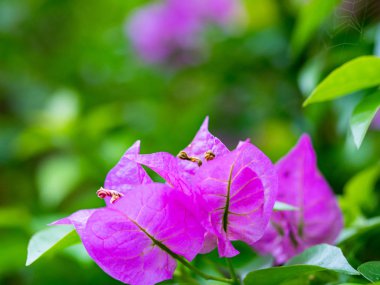 Bougainvillea çiçek doku ve arka plan