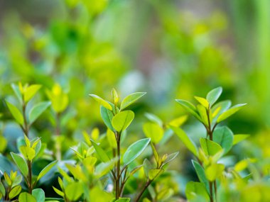 Bulanık yeşil arkaplanda yeşil yaprağın yakın doğa görünümü