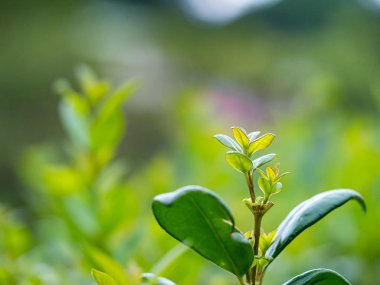 Bulanık yeşil arkaplanda yeşil yaprağın yakın doğa görünümü