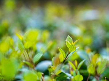 Bulanık yeşil arkaplanda yeşil yaprağın yakın doğa görünümü