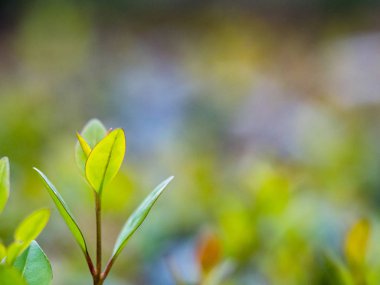 Bulanık yeşil arkaplanda yeşil yaprağın yakın doğa görünümü