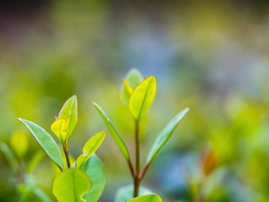 Bulanık yeşil arkaplanda yeşil yaprağın yakın doğa görünümü