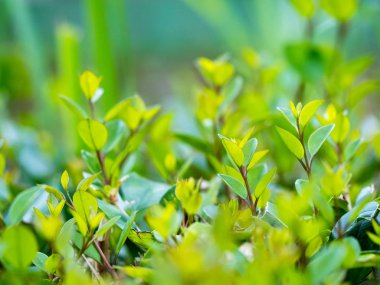 Bulanık yeşil arkaplanda yeşil yaprağın yakın doğa görünümü