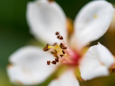 beyaz çiçekler makroda çiçek açar. 